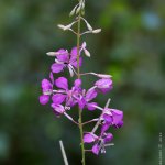 Vrbovka úzkolistá (Epilobium angustifolium), Staňkov