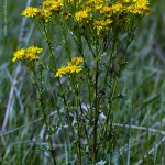 Starček přímětník (Senecio jacobaea), Radčický les