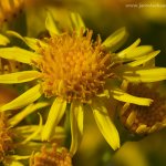 Starček přímětník (Senecio jacobaea), Radčický les