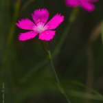 Hvozdík kropenatý (Dianthus deltoides), Radčický les