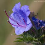 Hadinec obecný (Echium vulgare), Radčický les