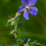 Kakost luční (Geranium pratense), Radčický les