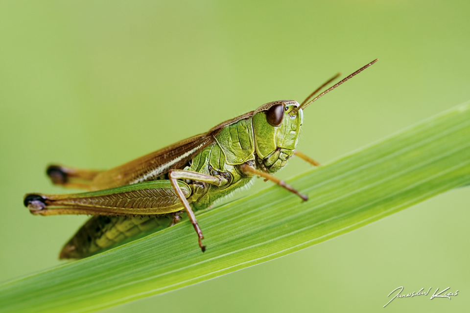 Saranče obecná - samice (Chorthippus parallelus - female), CHKO Blanský les