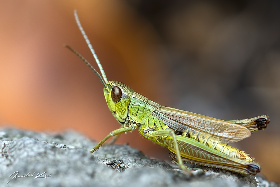 Saranče obecná - samec (Chorthippus parallelus - male), Chlumská hora