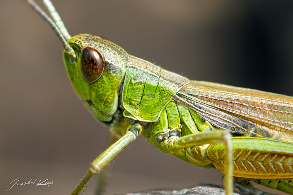 Saranče obecná - samec (Chorthippus parallelus - male), Chlumská hora