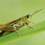 Saranče obecná - samice (Chorthippus parallelus - female), CHKO Blanský les