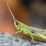 Saranče obecná - samec (Chorthippus parallelus - male), Chlumská hora