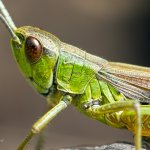 Saranče obecná - samec (Chorthippus parallelus - male), Chlumská hora