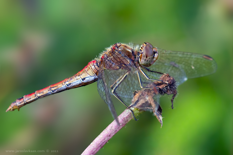 Vážka obecná - samice (Sympetrum vulgatum - female), Radčice