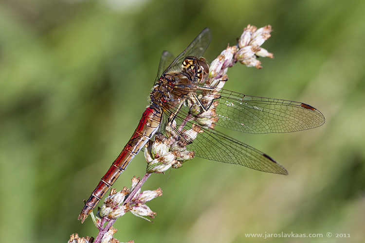 Vážka obecná - samice (Sympetrum vulgatum - female), Radčice