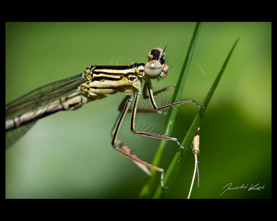 Šidélko brvonohé - tenerální samec (Platycnemis pennipes - teneral male), Nedražice