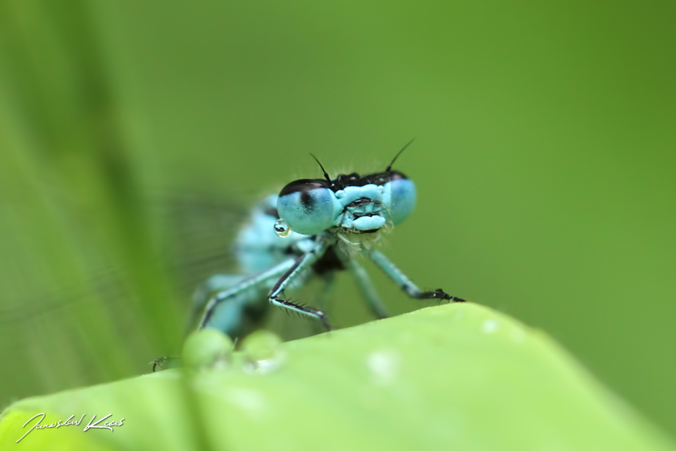 Šidélko páskované - samec (Coenagrion puella - male), Chlumská hora