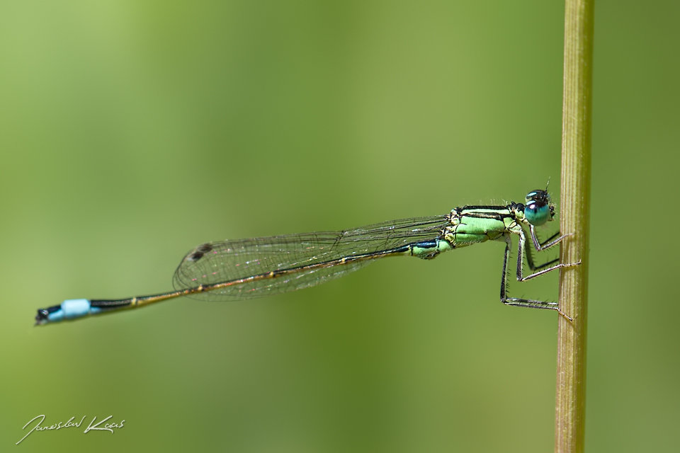 Šidélko větší - samec (Ischnura elegans - male), Valtice, NPP Rendez-vous