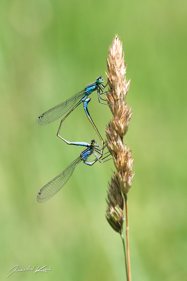 Šidélko větší (Ischnura elegans), Valtice, NPP Rendez-vous