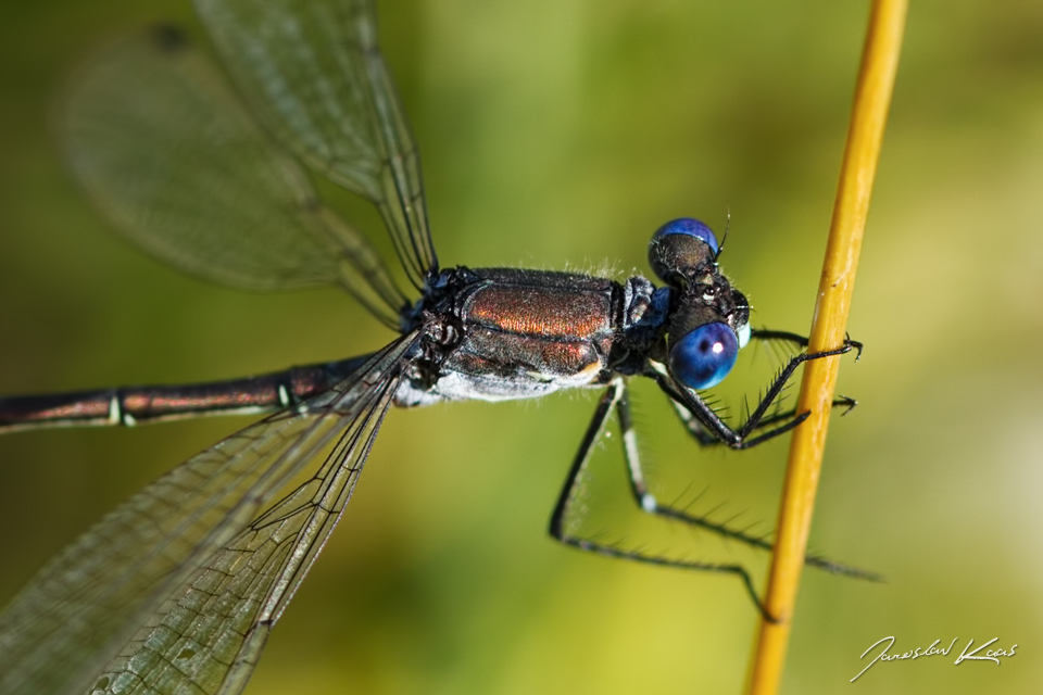 Šídlatka tmavá - samec (Lestes cf. dryas - male), přírodní park Sedmihoří, PP Racovské rybníčky