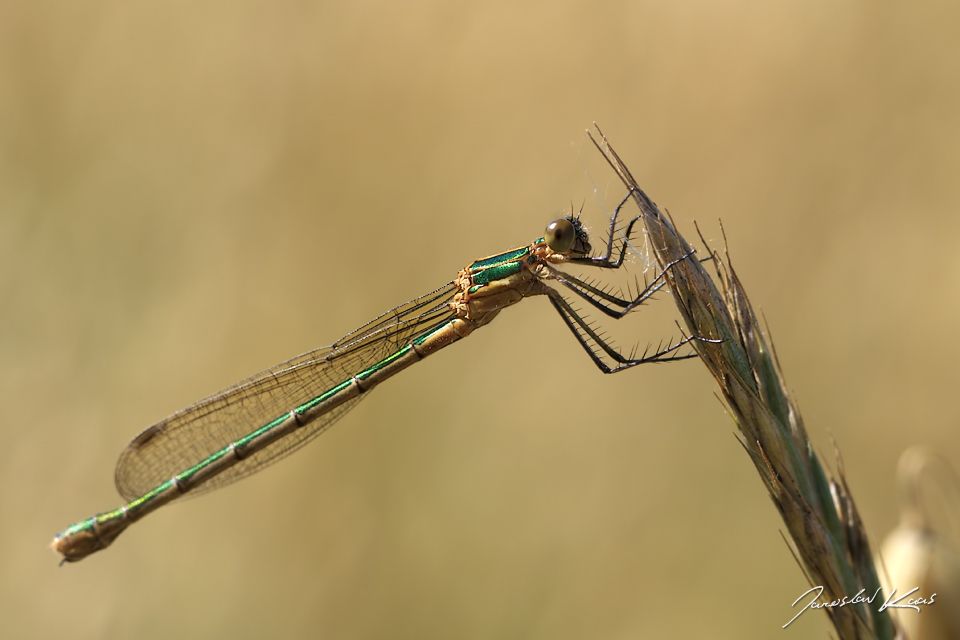 Šídlatka páskovaná - samice (Lestes sponsa - female), přírodní park Sedmihoří, PP Racovské rybníčky