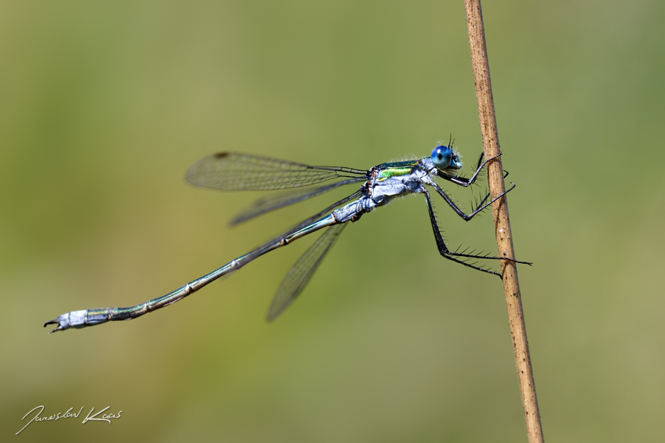 Šídlatka páskovaná - samec (Lestes sponsa - male), přírodní park Sedmihoří, PP Racovské rybníčky