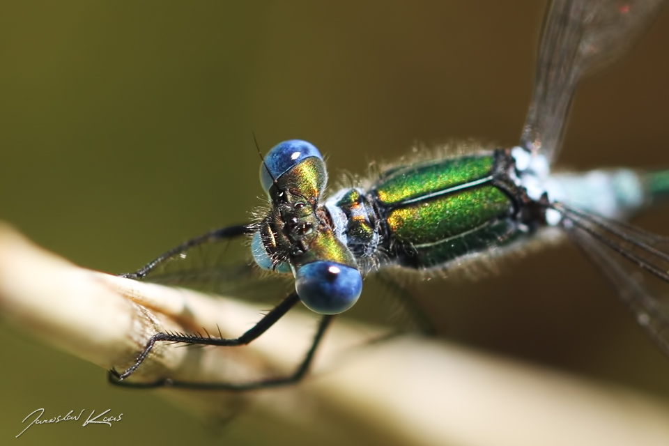 Šídlatka páskovaná - samec (Lestes sponsa - male), přírodní park Sedmihoří, PP Racovské rybníčky