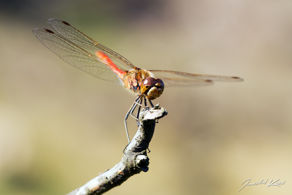 Vážka obecná - samec (Sympetrum vulgatum - male), přírodní park Sedmihoří