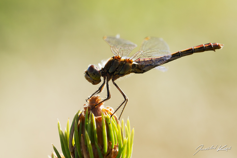 Vážka obecná - samice (Sympetrum vulgatum - female), přírodní park Sedmihoří