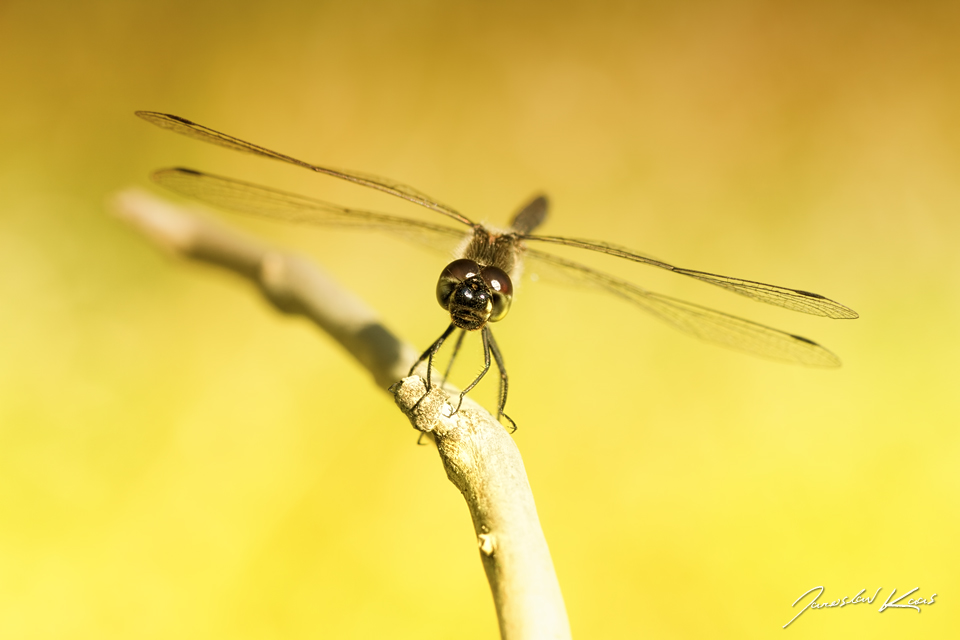 Vážka tmavá - samec (Sympetrum danae - male), PřP Česká Kanada