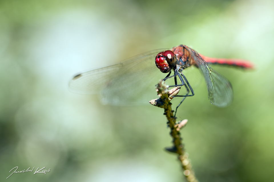 Vážka rudá - samec (Sympetrum sanguineum - male), PřP Česká Kanada