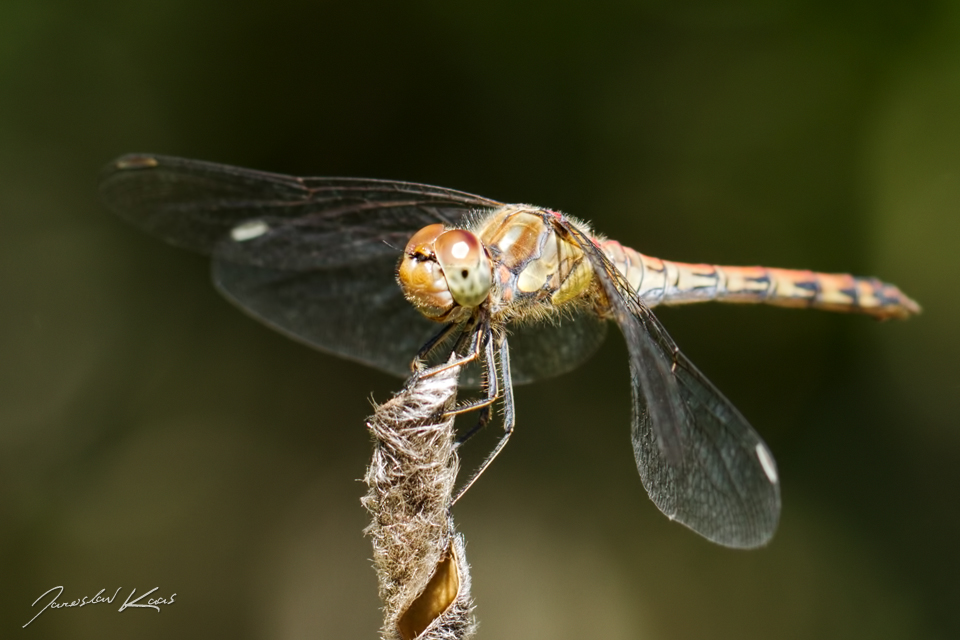 Vážka žíhaná, samice / Sympetrum striolatum, female, PřP Česká Kanada