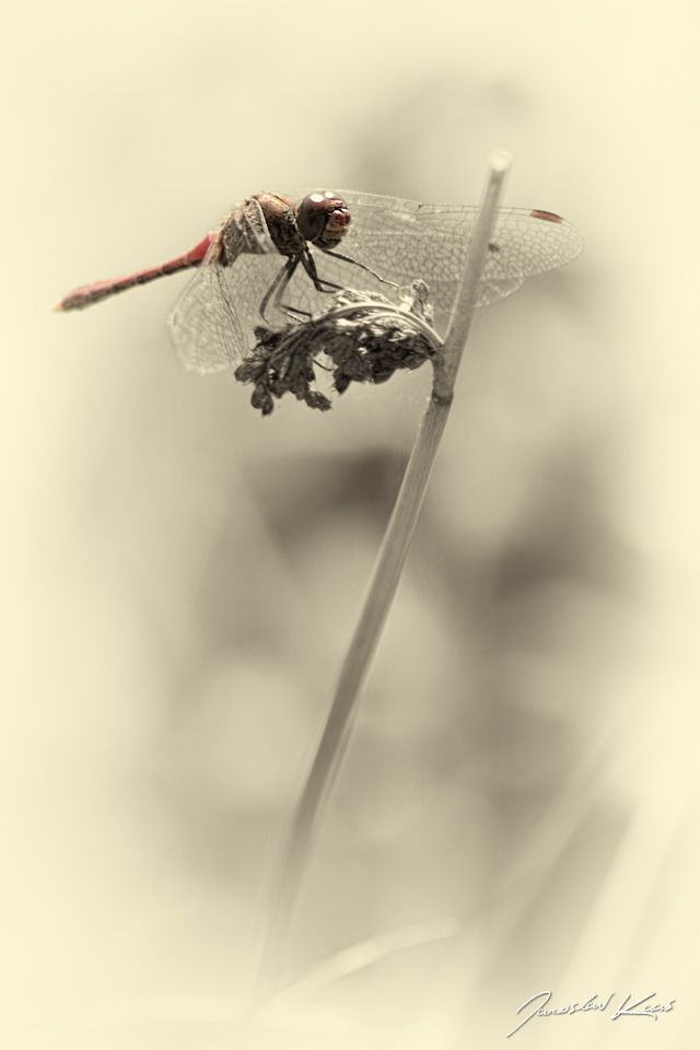 Vážka rudá - samec (Sympetrum sanguineum - male), PřP Česká Kanada, PP Gebhárecký rybník