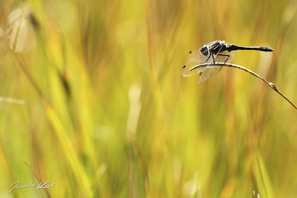 Vážka tmavá - samec (Sympetrum danae - male), PřP Česká Kanada, PP Gebhárecký rybník