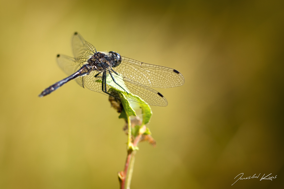 Vážka tmavá, samec / Sympetrum danae, male / Black Darter, PřP Česká Kanada, PP Gebhárecký rybník