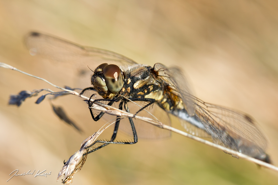 Vážka tmavá, samice / Sympetrum danae, female / Black Darter, CHKO Slavkovský les, Mýtský rybník