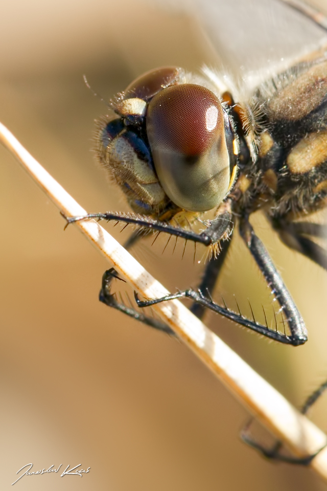 Vážka tmavá, samice / Sympetrum danae, female / Black Darter, CHKO Slavkovský les, Mýtský rybník