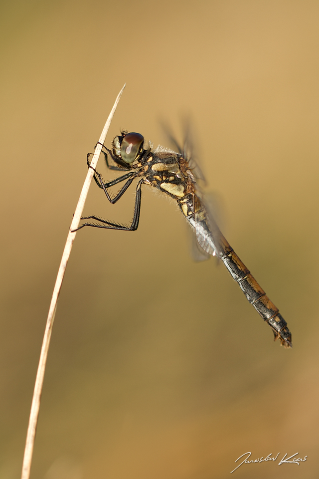 Vážka tmavá, samice / Sympetrum danae, female / Black Darter, CHKO Slavkovský les, Mýtský rybník