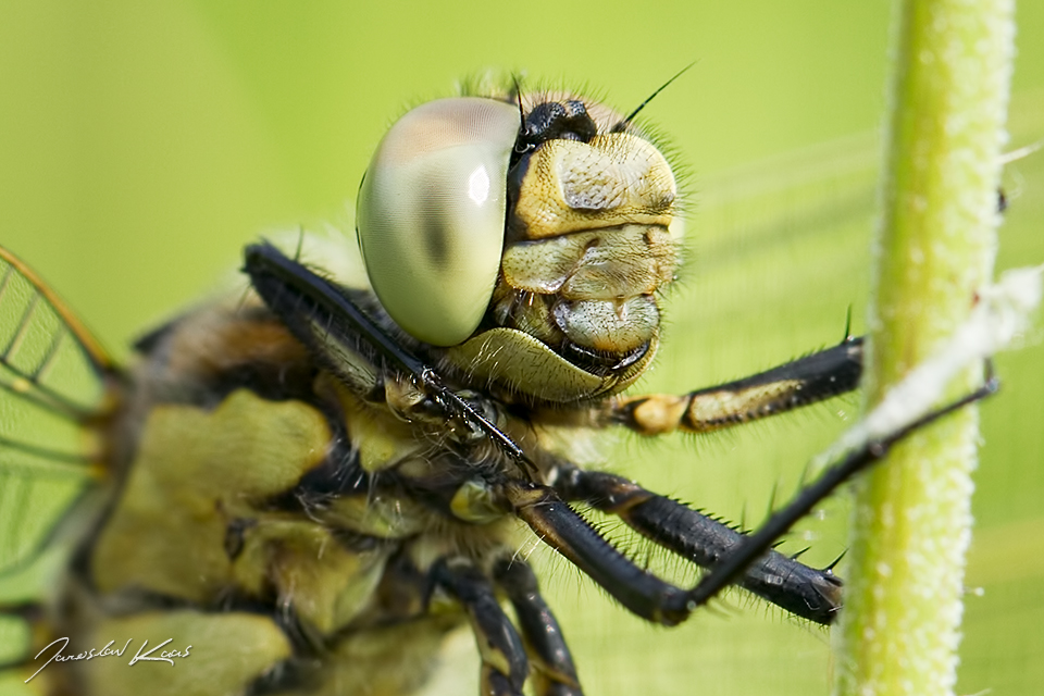 Vážka černořitná, juvenilní samec / Orthetrum cancellatum, juvenile male / Black-tailed Skimmer, Doupovské hory, Vojenský újezd Hradiště