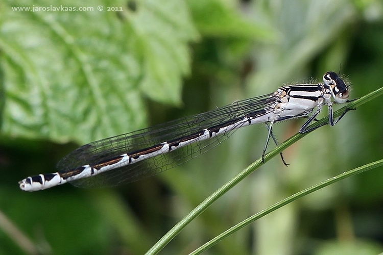 Šidélko kroužkované - samice (Enallagma cyathigerum - female), Hradišťany