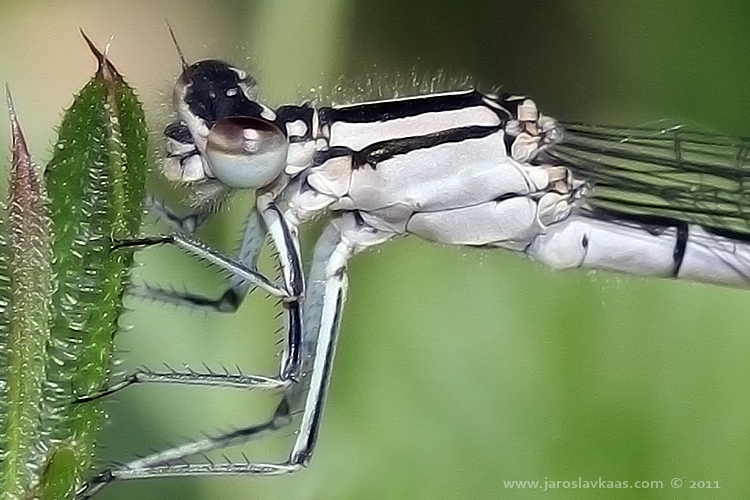 Šidélko kroužkované - samice (Enallagma cyathigerum - female), Hradišťany