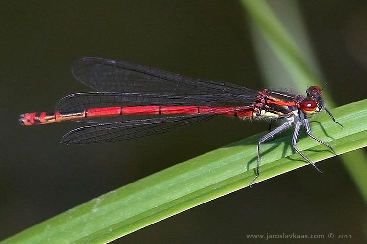 Šidélko ruměnné (Pyrrhosoma nymphula), Hradišťany