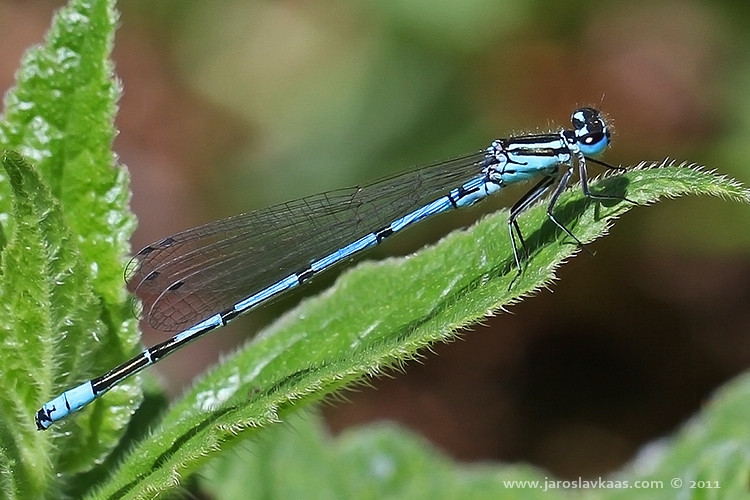 Šidélko páskované - samec (Coenagrion puella - male), Hradišťany