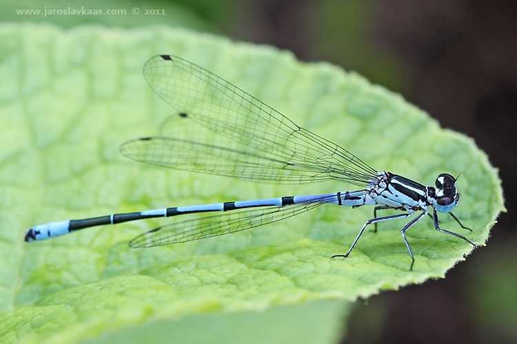 Šidélko páskované - samec (Coenagrion puella - male), Hradišťany