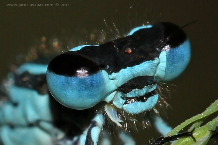 Šidélko páskované - samec (Coenagrion puella - male), Hradišťany