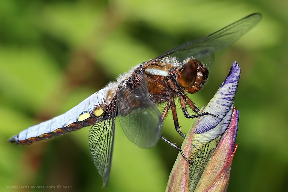 Vážka ploská - samec (Libellula depressa - male), Hradišťany