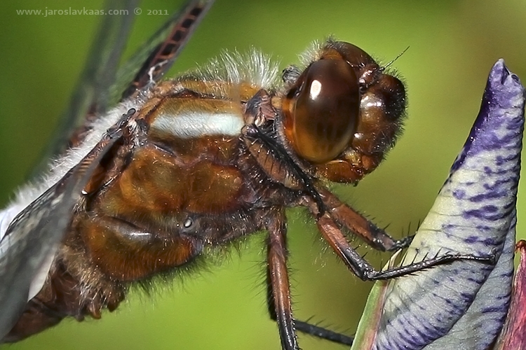 Vážka ploská - samec (Libellula depressa - male), Hradišťany
