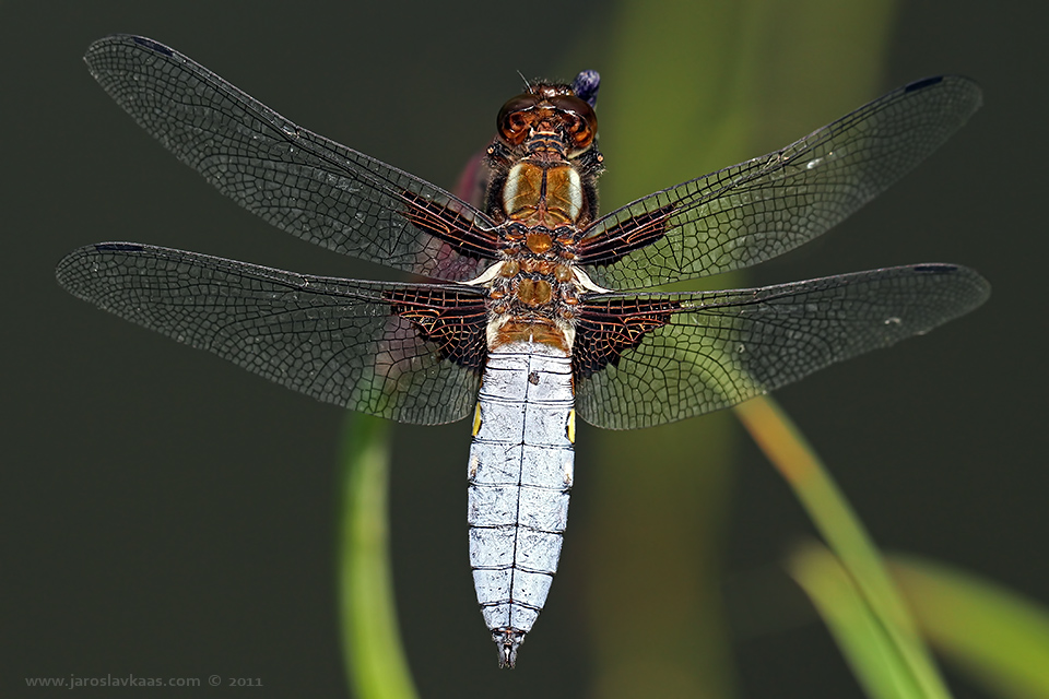 Vážka ploská - samec (Libellula depressa - male), Hradišťany