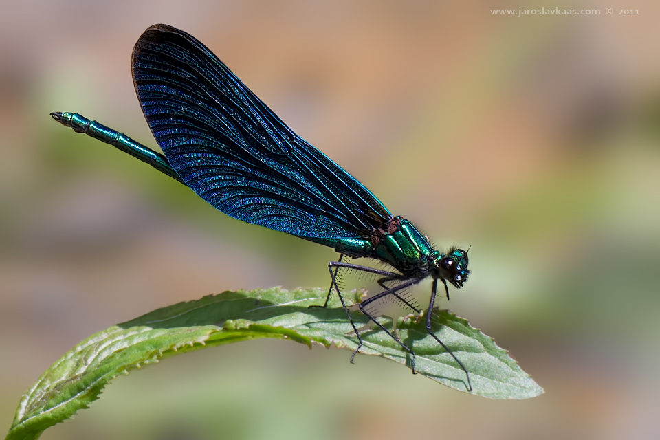 Motýlice obecná - samec (Calopteryx virgo - male), Hradišťany