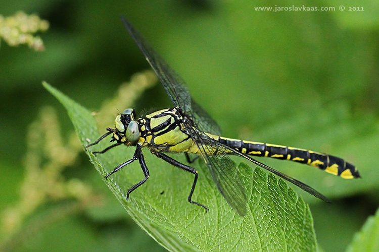 Klínatka obecná - samice (Gomphus vulgatissimus - female), Hradišťany