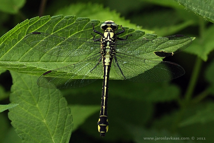 Klínatka obecná - samice (Gomphus vulgatissimus - female), Hradišťany