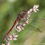 Vážka obecná - samice (Sympetrum vulgatum - female), Radčice