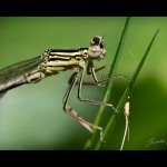 Šidélko brvonohé - tenerální samec (Platycnemis pennipes - teneral male), Nedražice