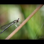 Šidélko brvonohé - tenerální samec (Platycnemis pennipes - teneral male), Nedražice