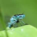 Šidélko páskované - samec (Coenagrion puella - male), Chlumská hora